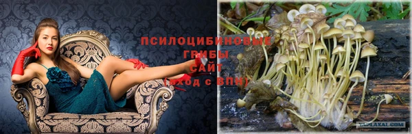 apvp Алзамай